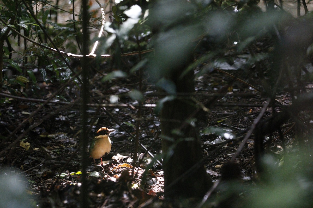 Noisy Pitta - ML657877060