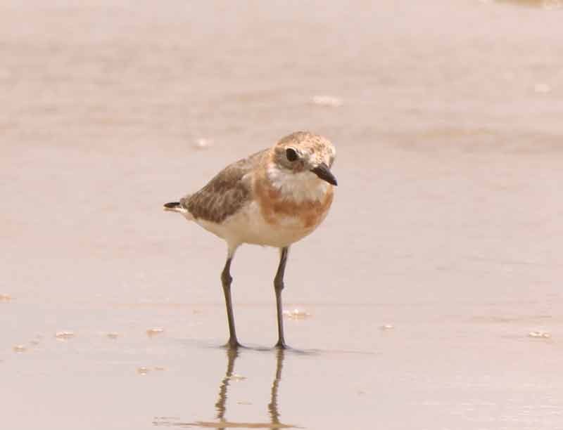 Tibetan Sand-Plover - ML657877350