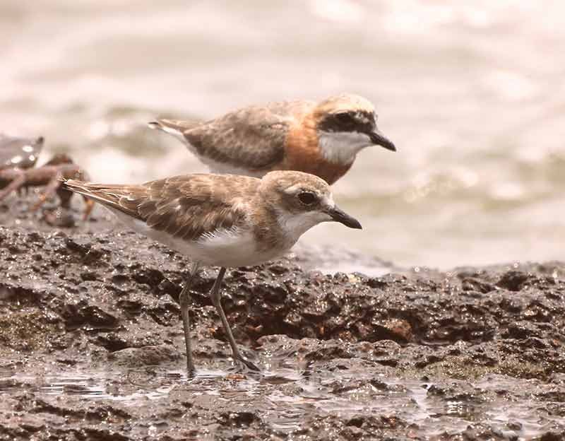 Tibetan Sand-Plover - ML657877351
