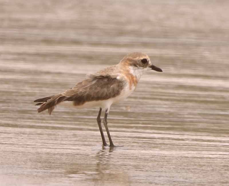 Tibetan Sand-Plover - ML657877352