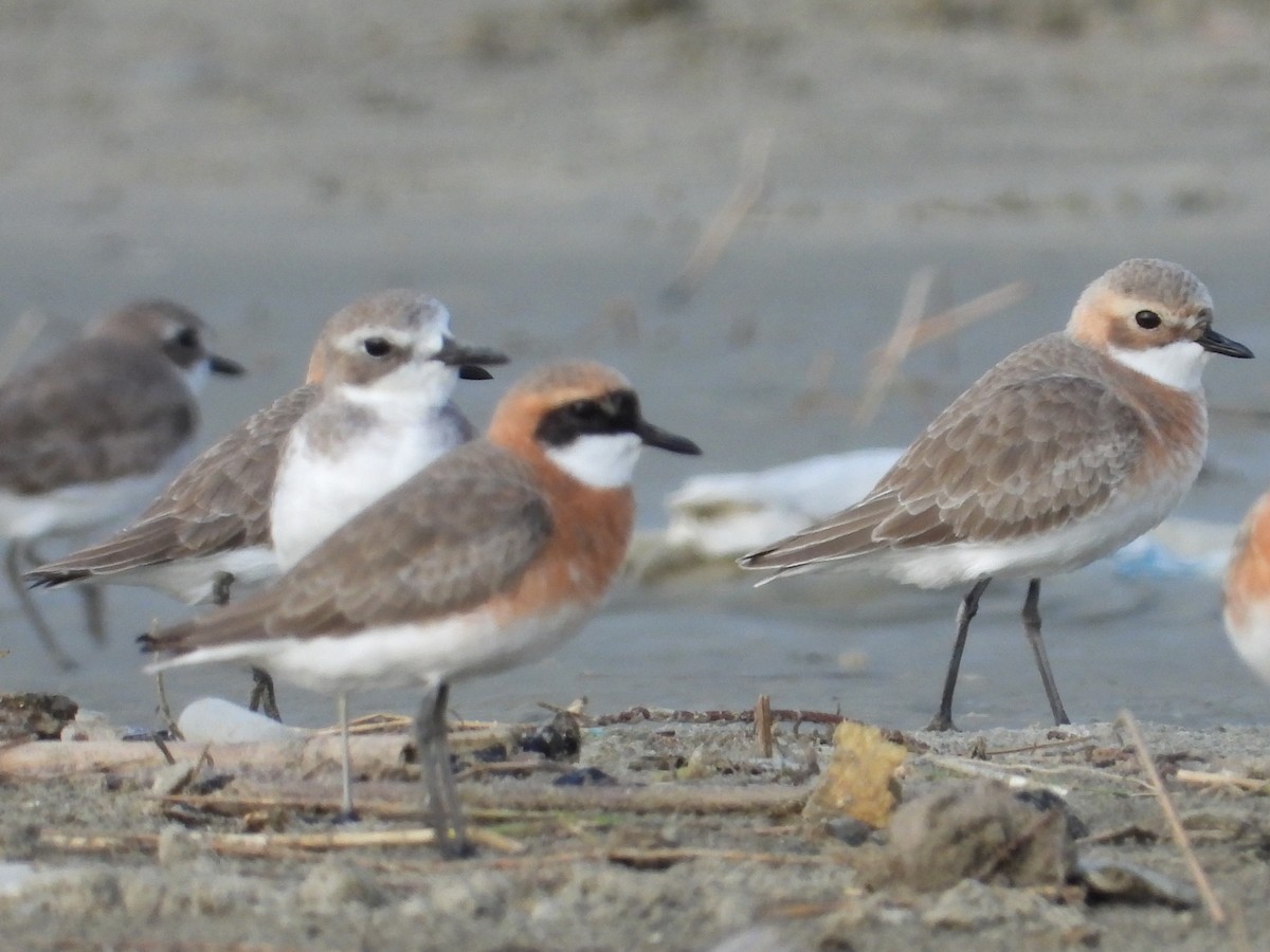 Tibetan Sand-Plover - ML657877469