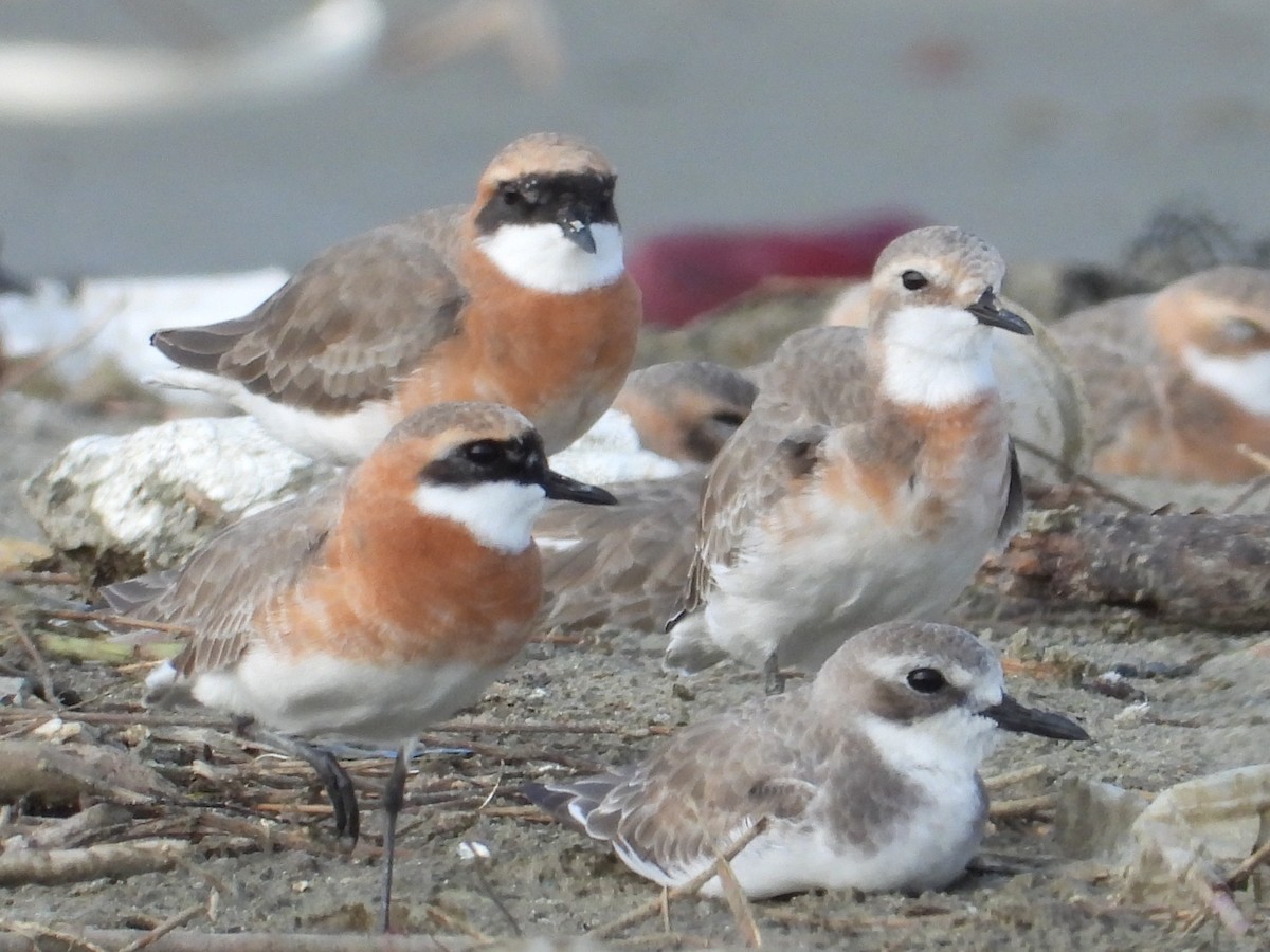 Tibetan Sand-Plover - ML657877470