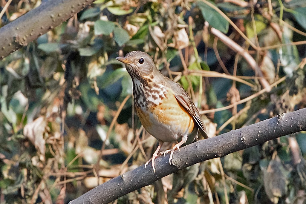 Gray-backed Thrush - ML65787751