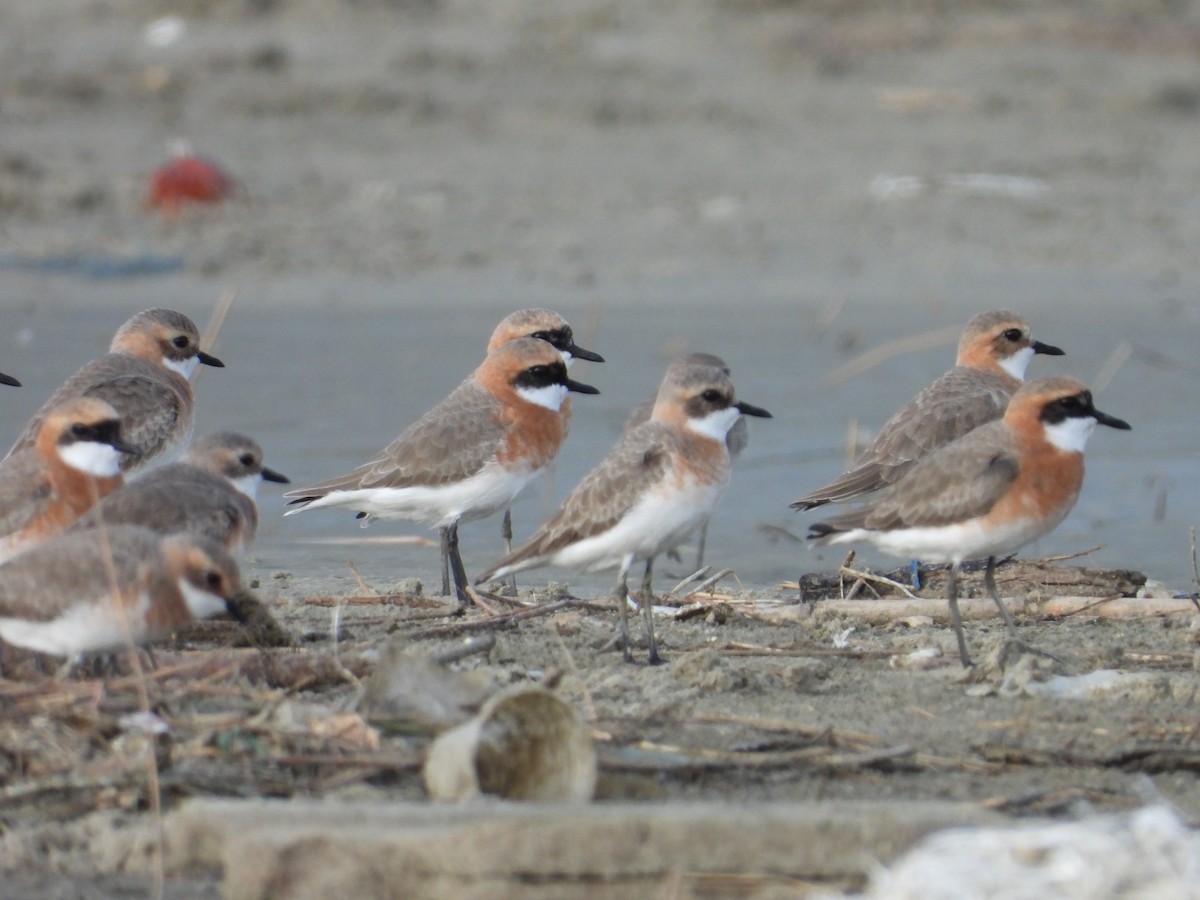 Tibetan Sand-Plover - ML657877567