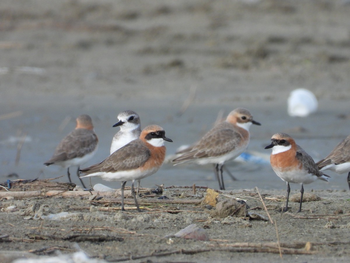 Tibetan Sand-Plover - ML657877568