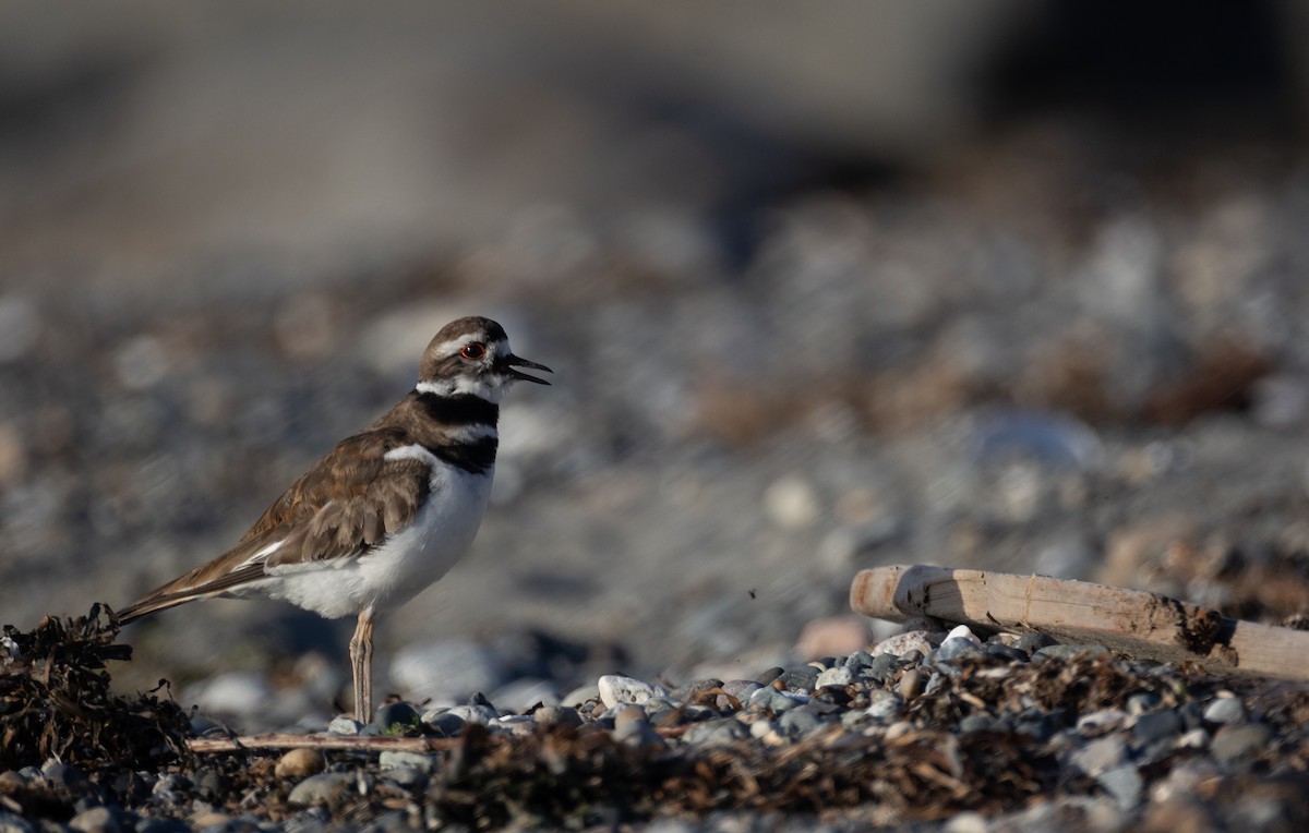 Killdeer - ML657877661