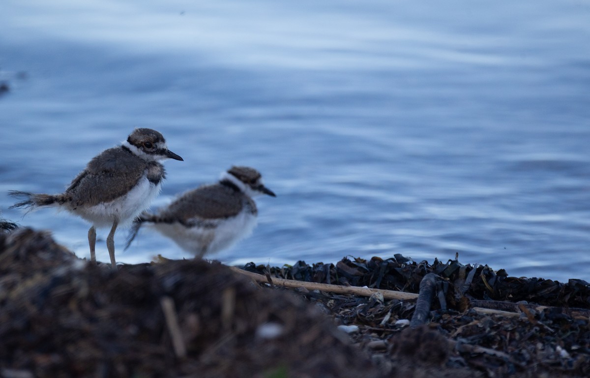 Killdeer - ML657877662
