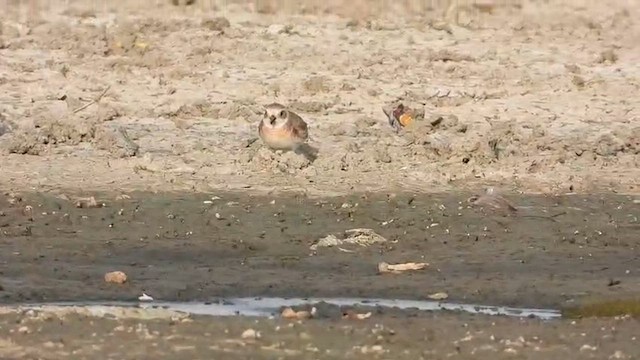 Tibetan Sand-Plover - ML657877687