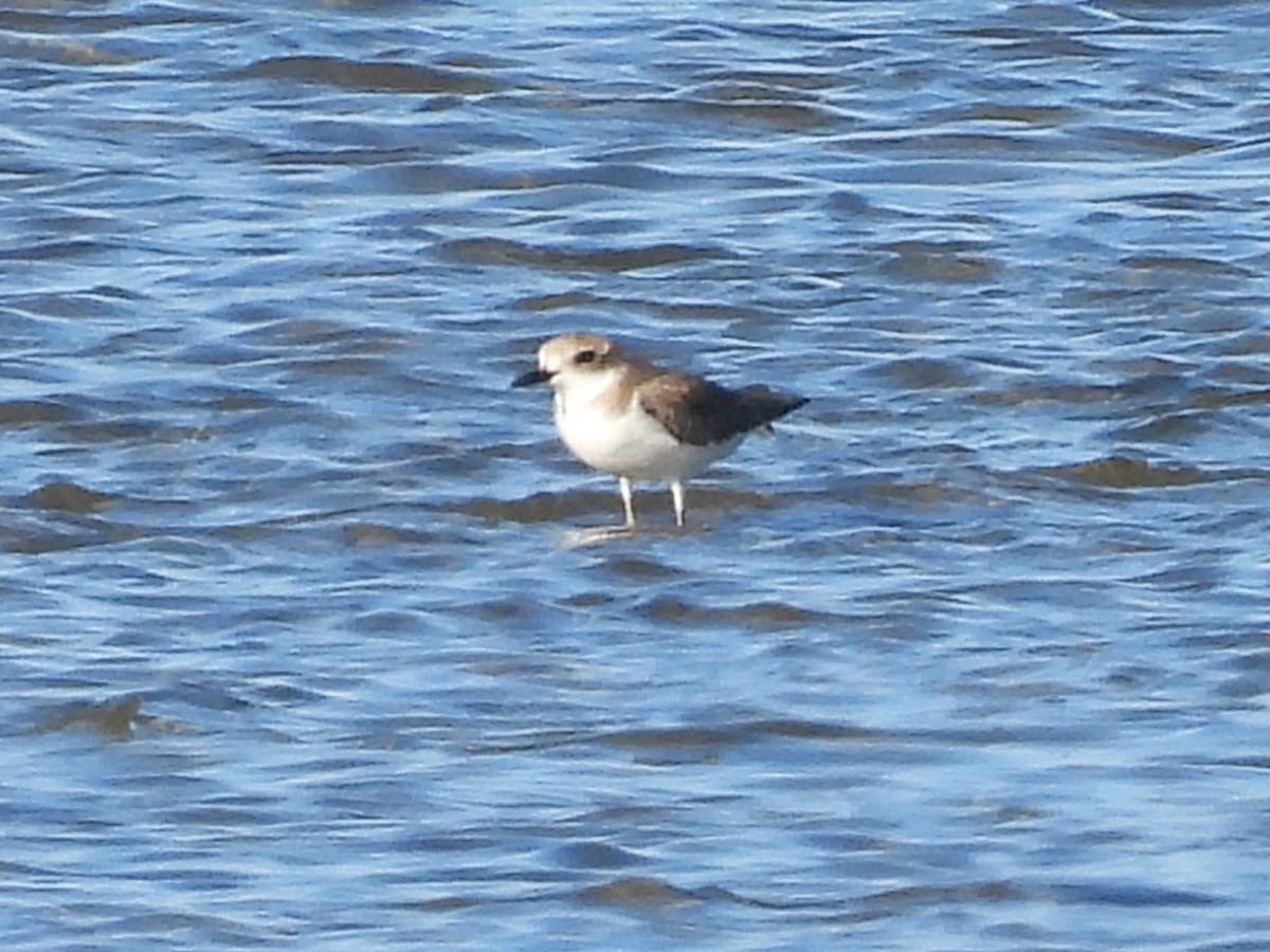 Greater Sand-Plover - ML657878761