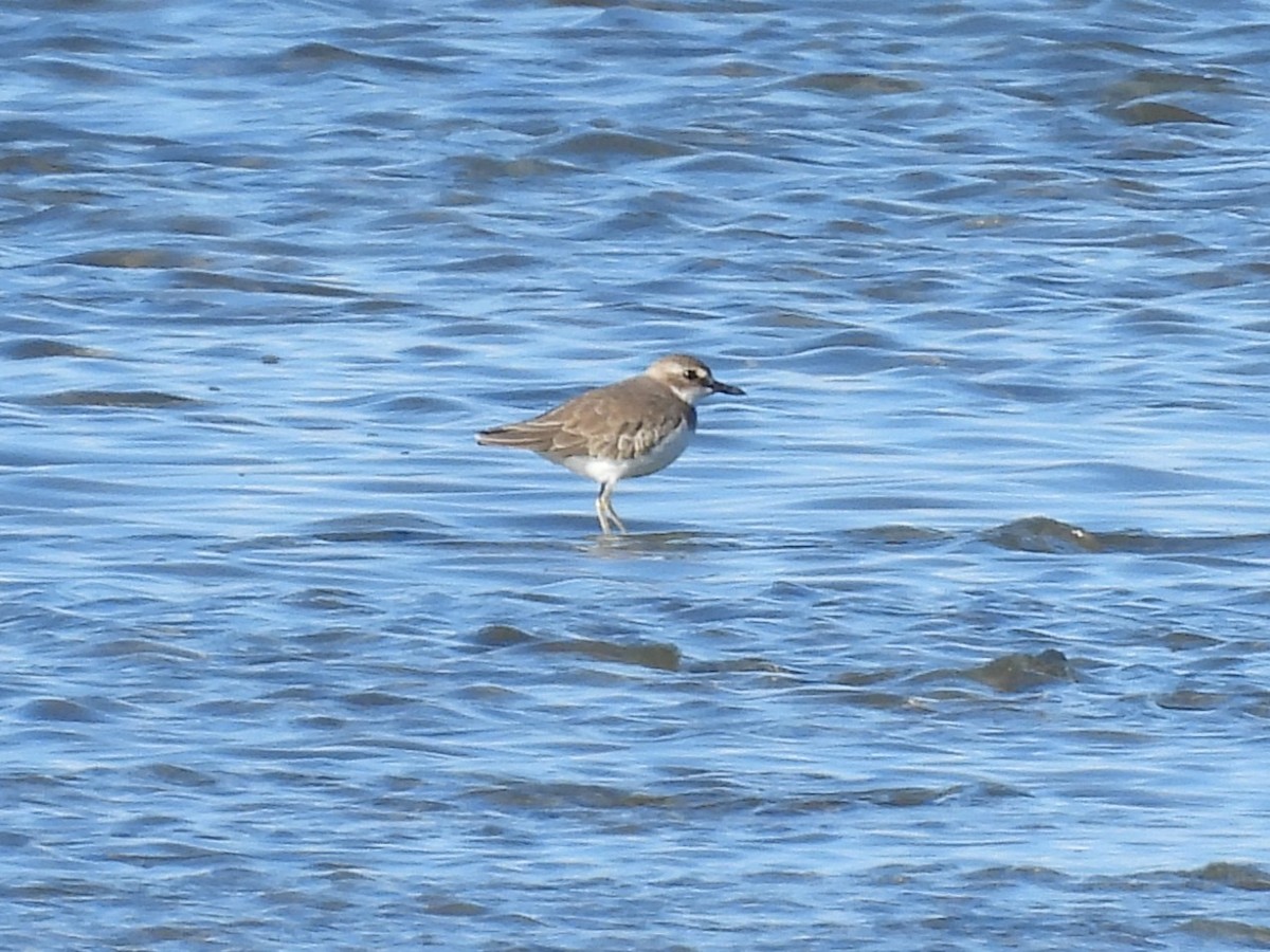 Greater Sand-Plover - ML657878762