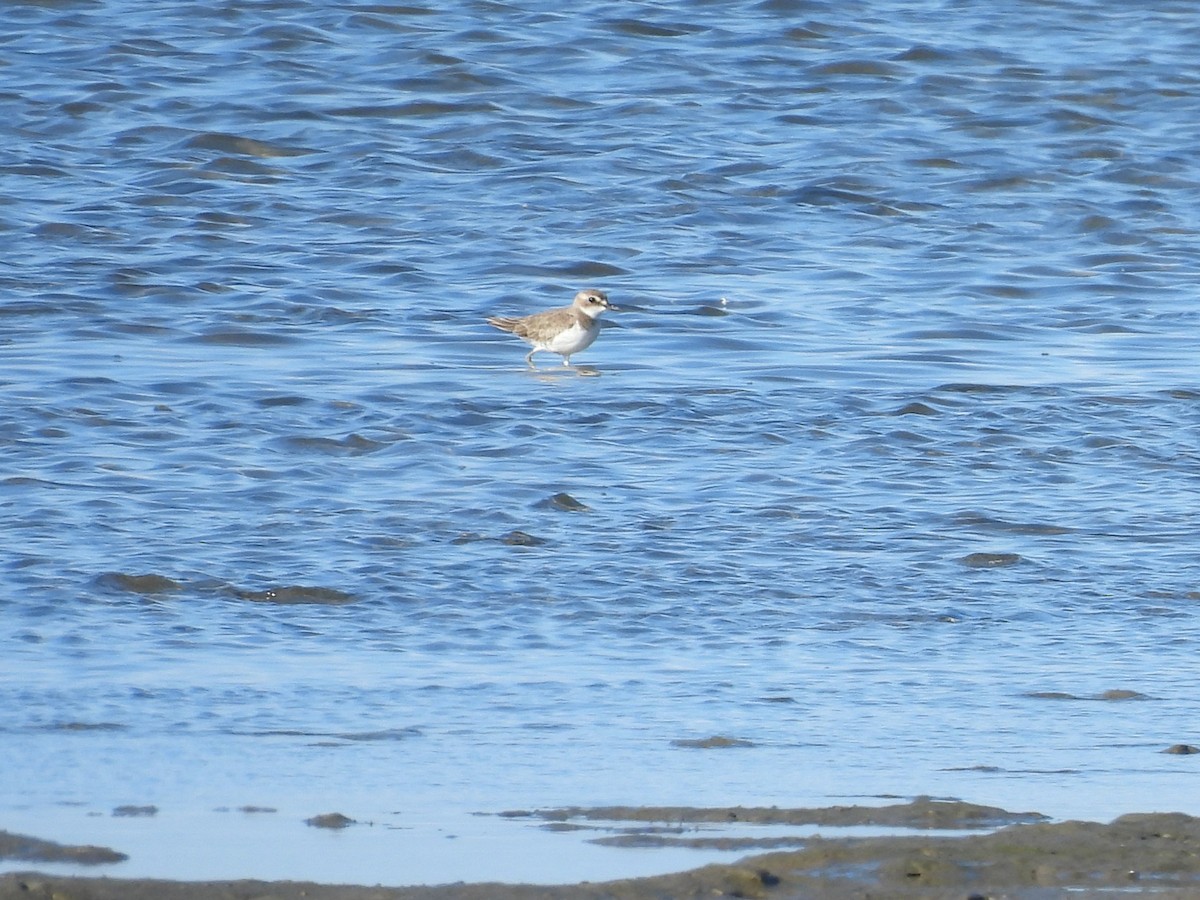 Greater Sand-Plover - ML657878765