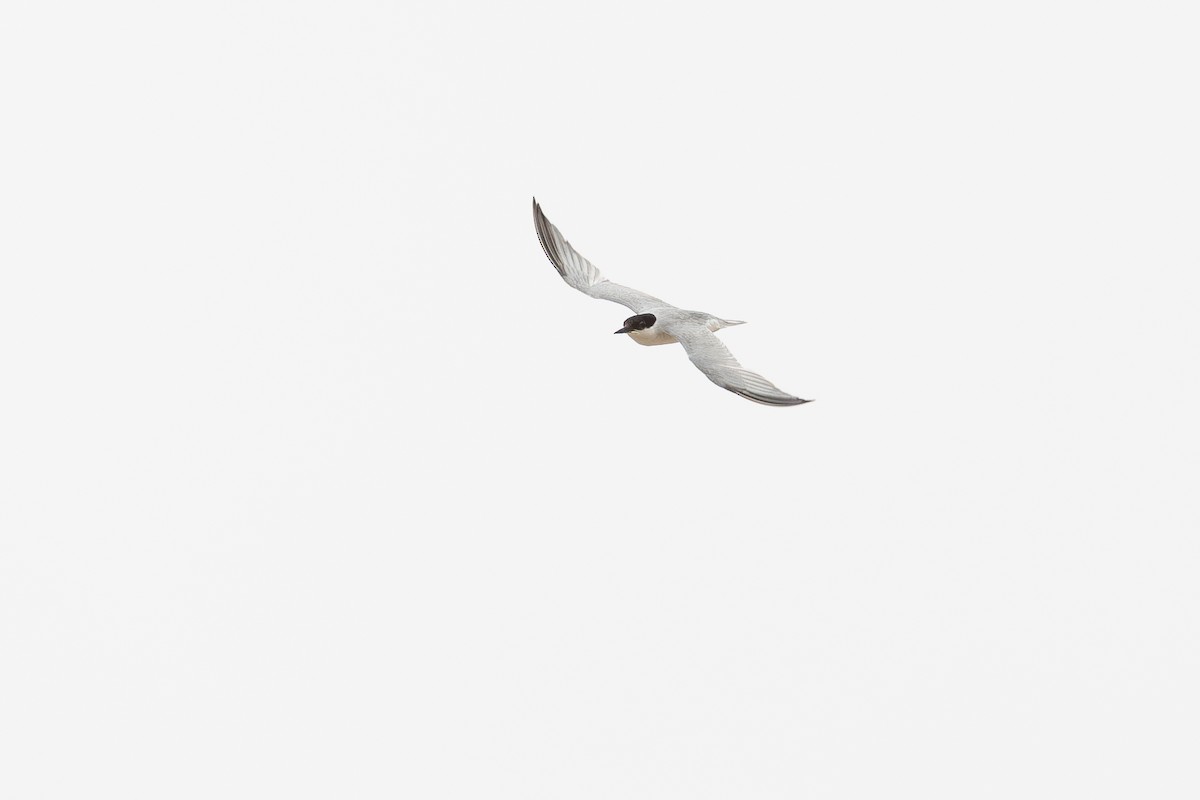 Damara Tern - ML657878860