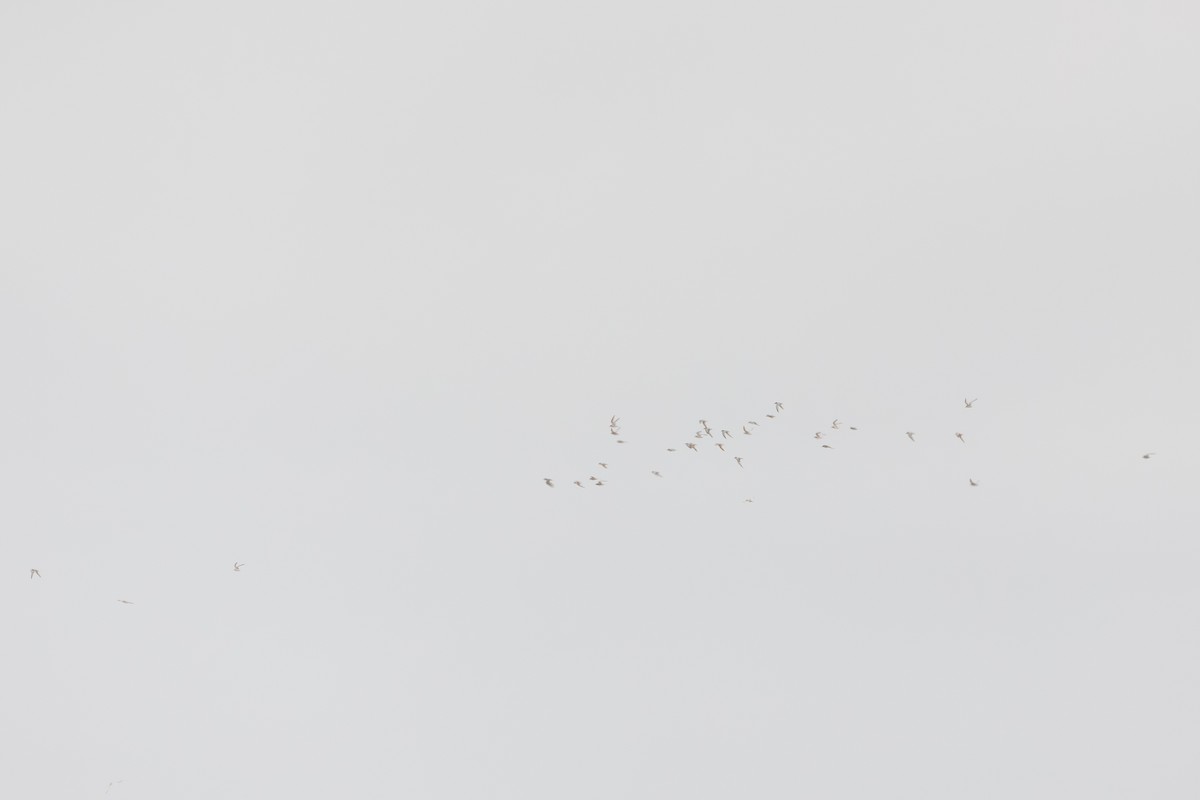 Damara Tern - ML657878862