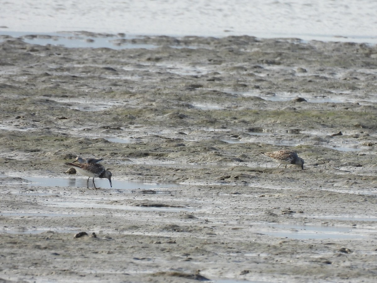 Great Knot - ML657878873