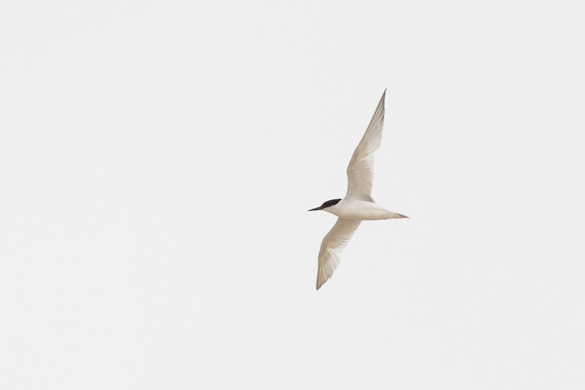 Damara Tern - ML657878945