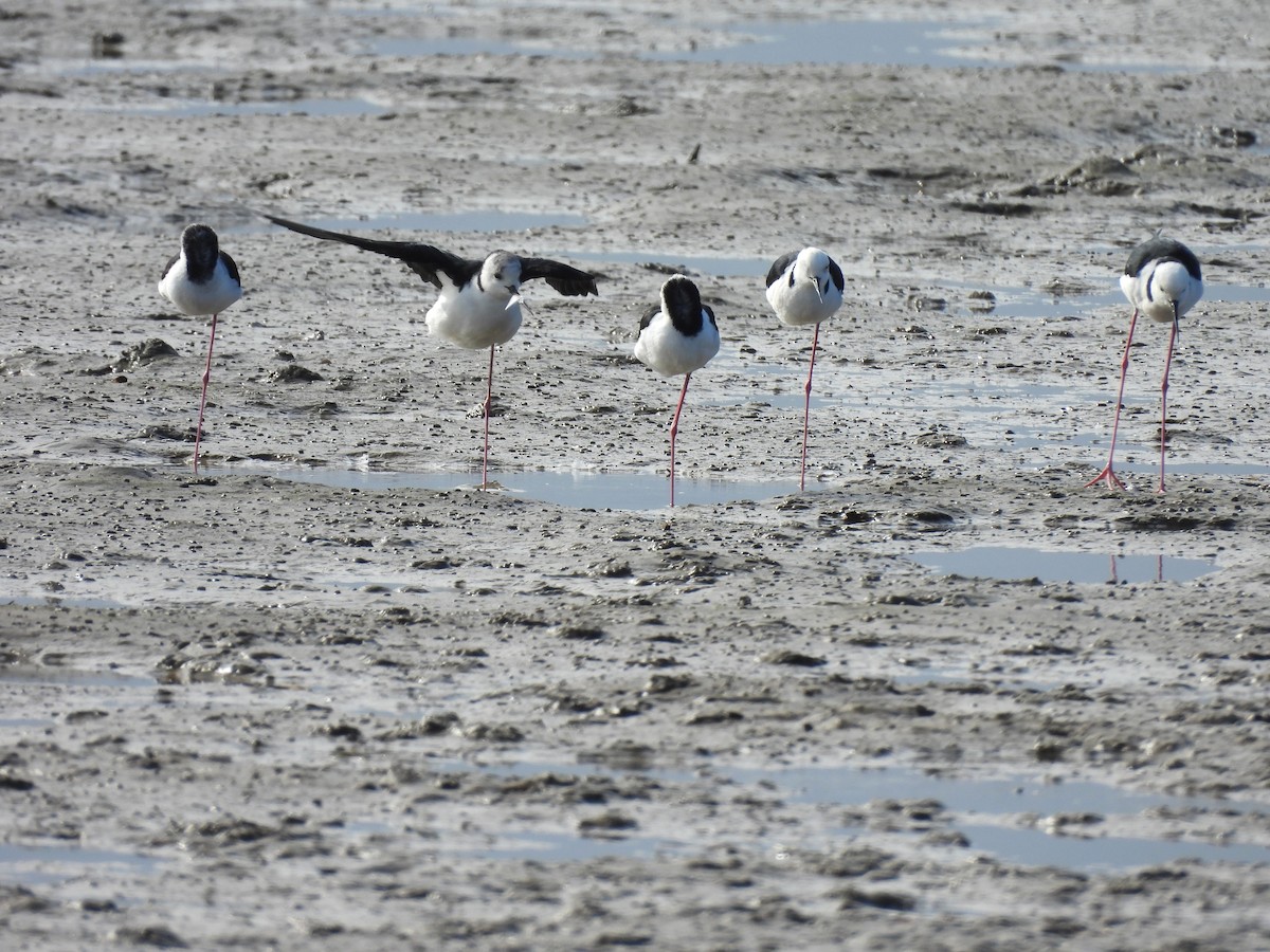 Pied Stilt - ML657879011