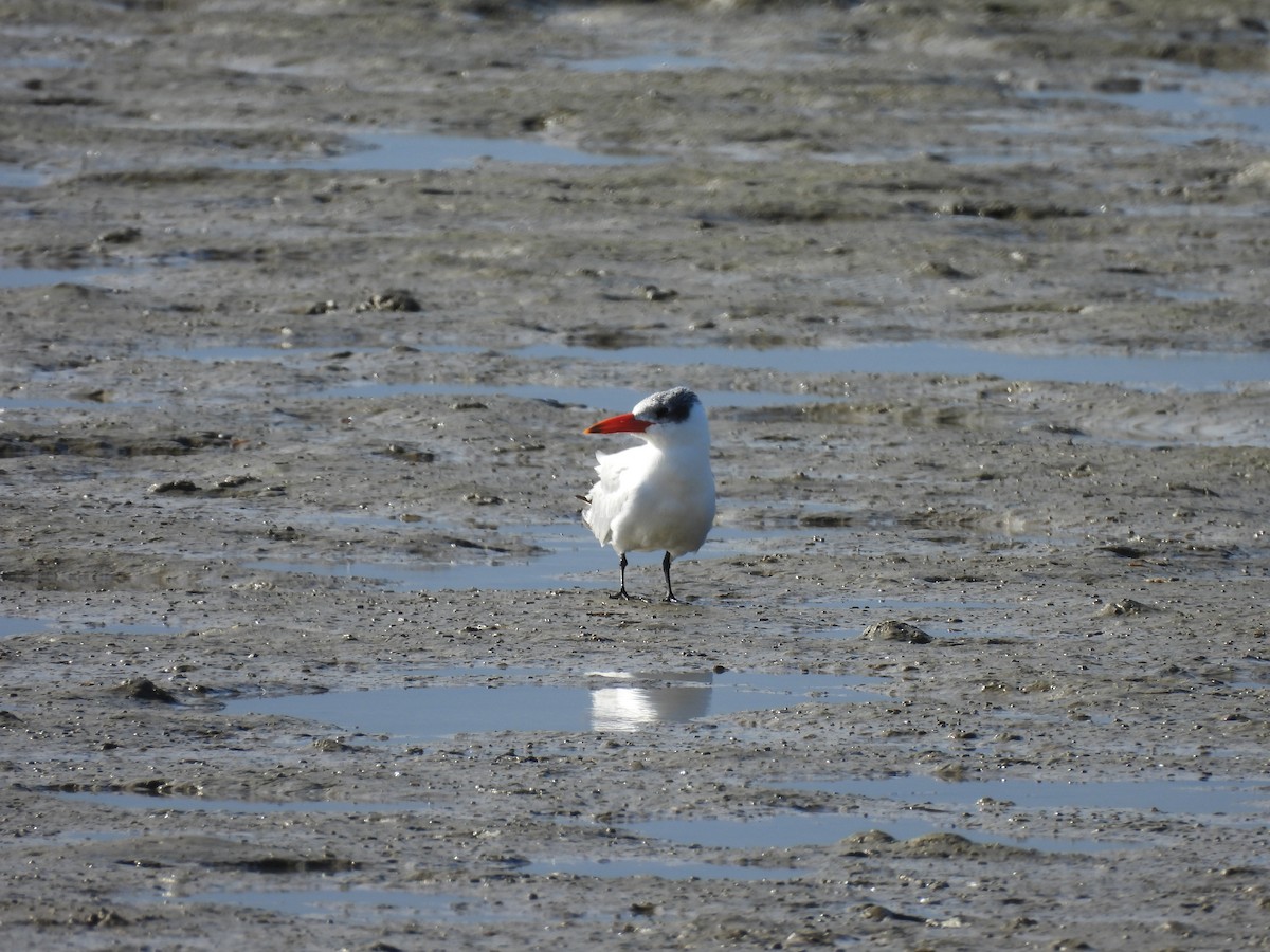 Caspian Tern - ML657879049