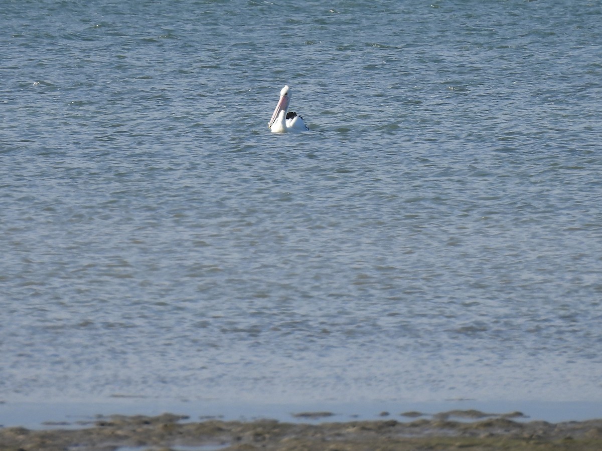 Australian Pelican - ML657879067