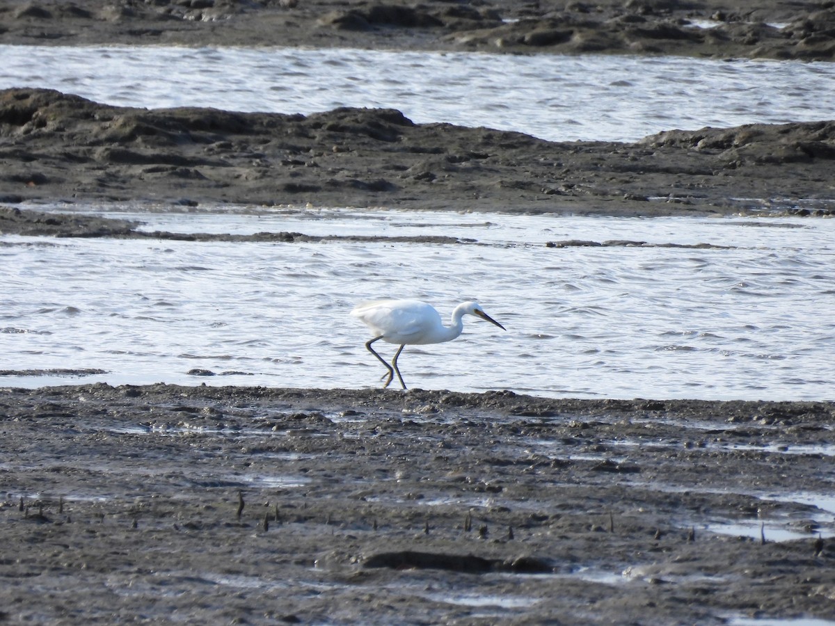 Little Egret (Australasian) - ML657879133