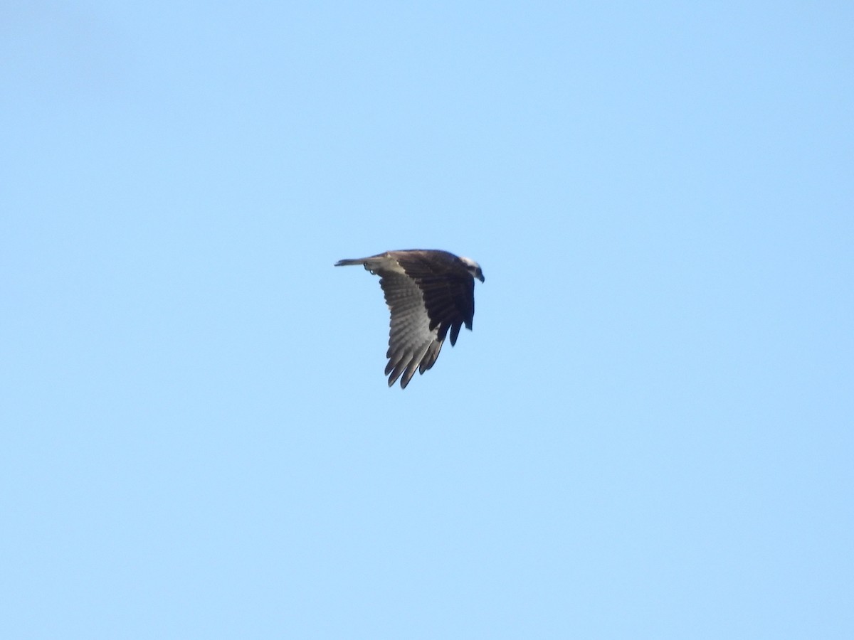 Osprey (Australasian) - ML657879156