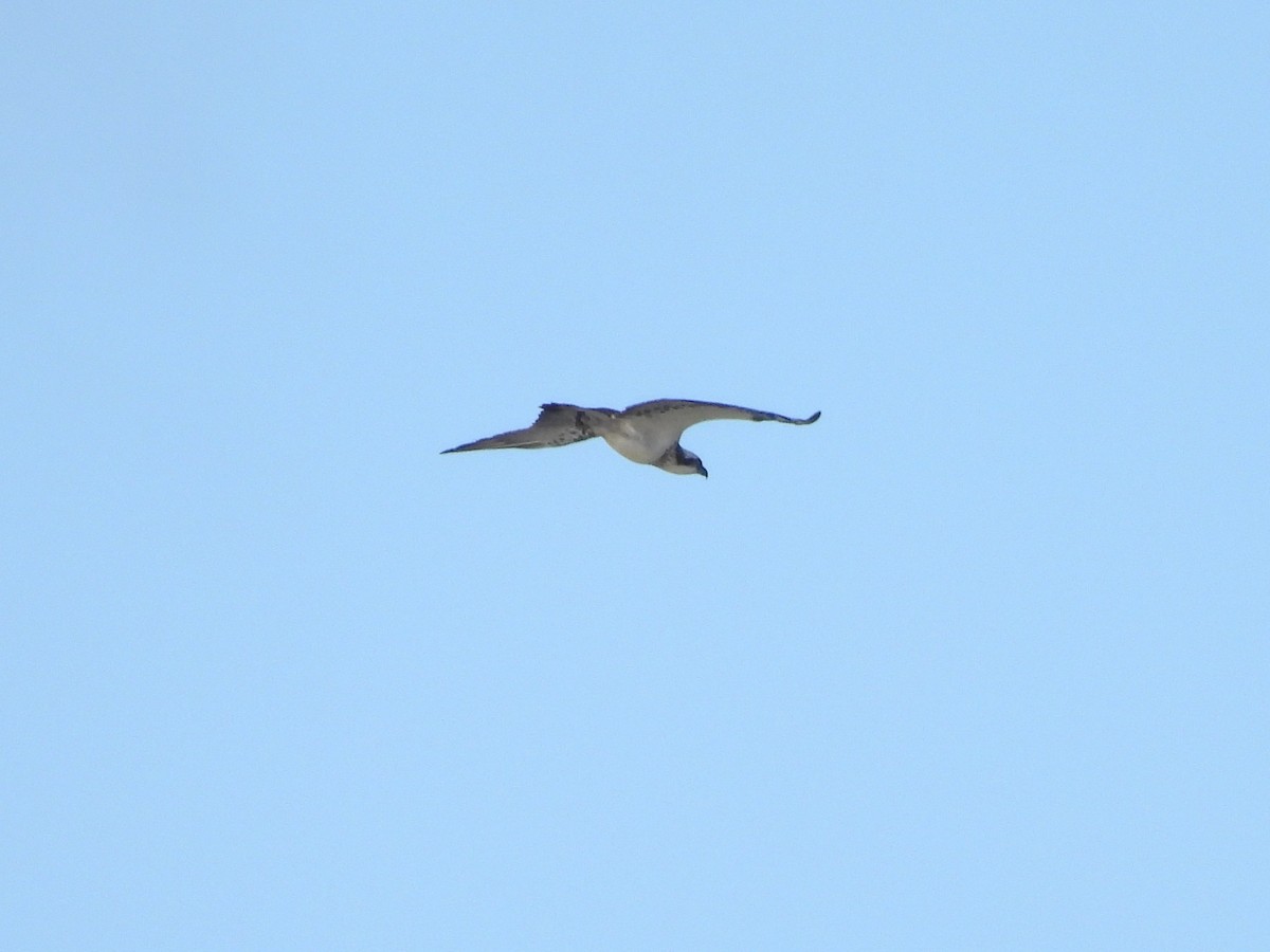Osprey (Australasian) - ML657879157