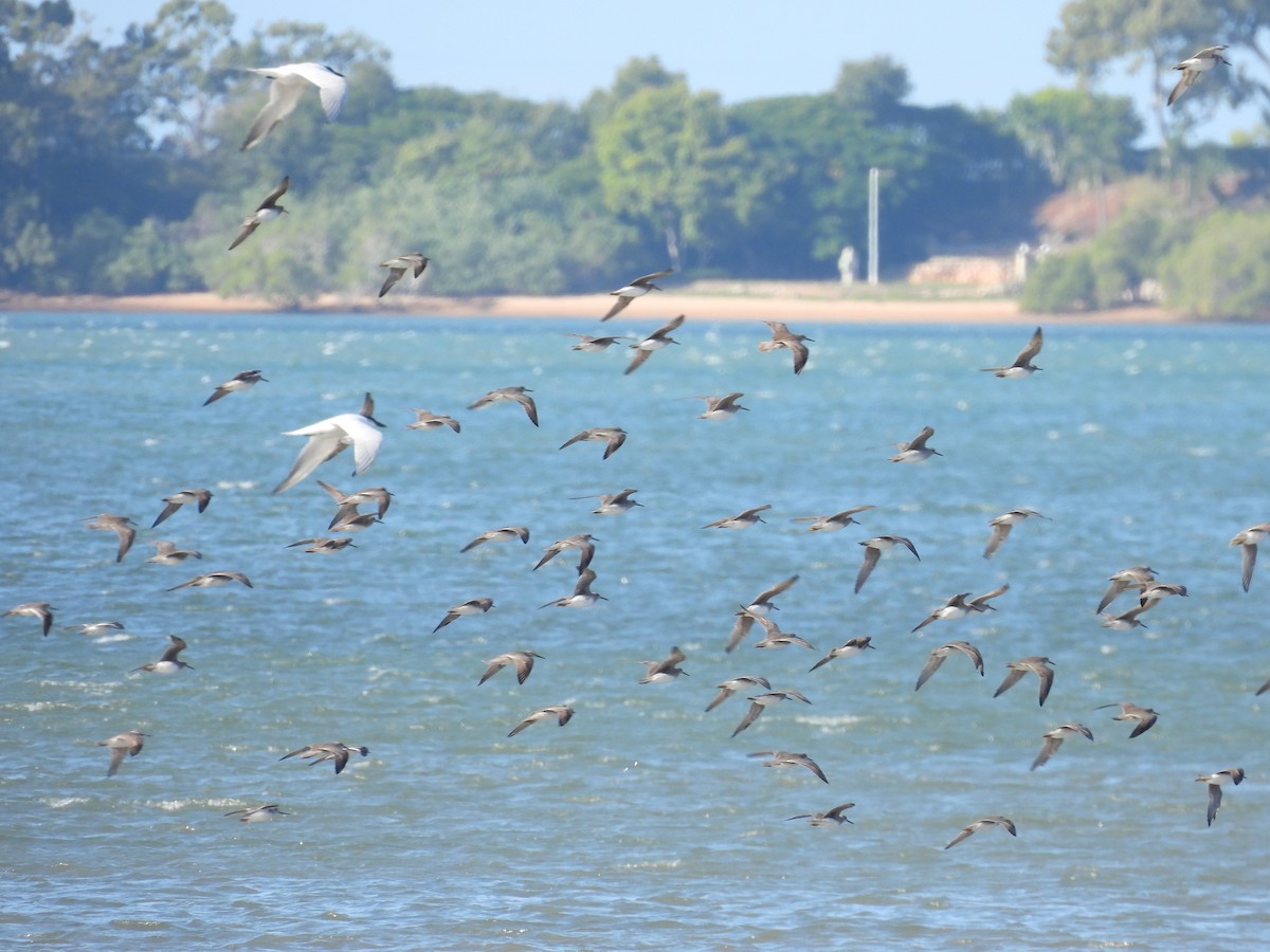 Gray-tailed Tattler - ML657879198