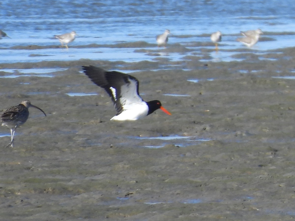 Pied Oystercatcher - ML657879269