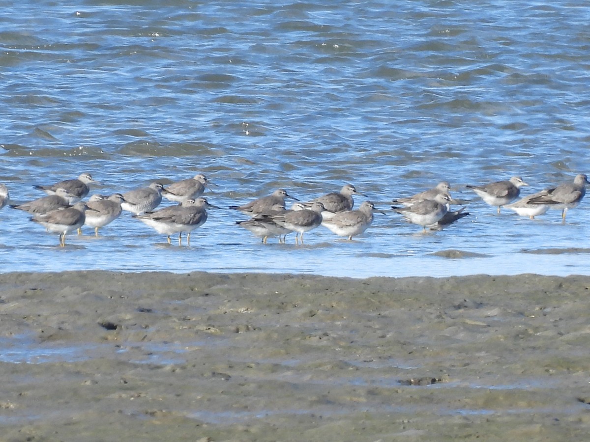 Gray-tailed Tattler - ML657879334