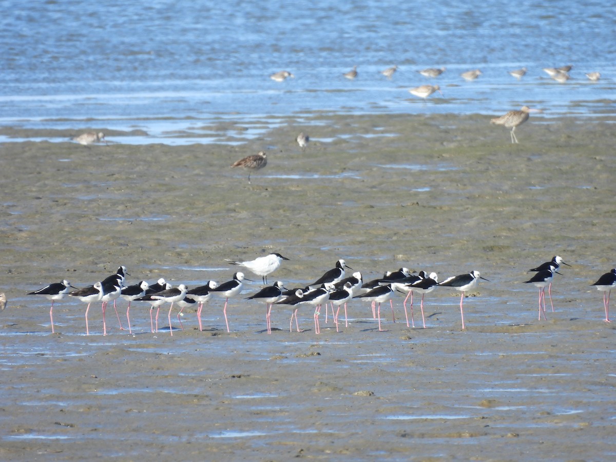 Pied Stilt - ML657879912