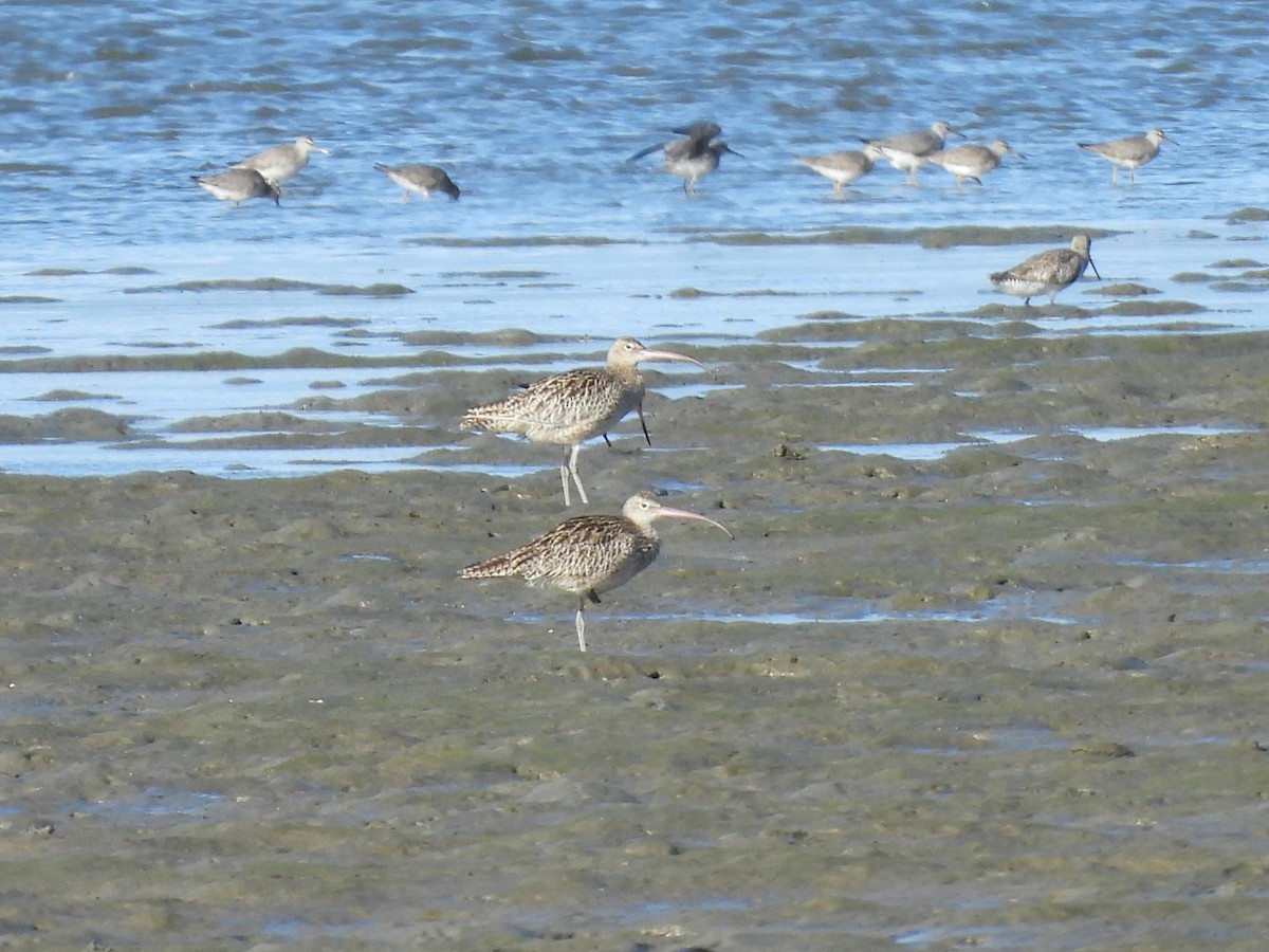 Eurasian Whimbrel (Siberian) - ML657879992