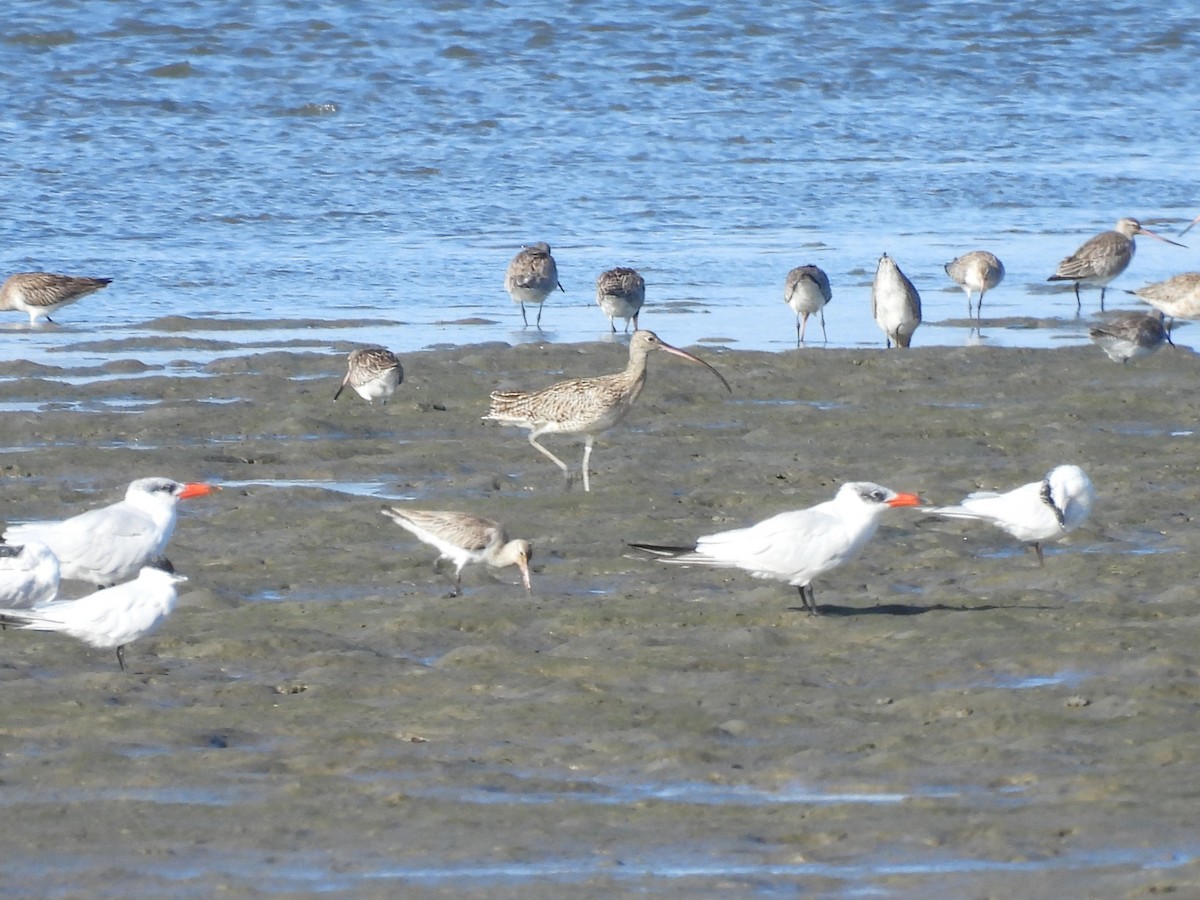 Far Eastern Curlew - ML657880082