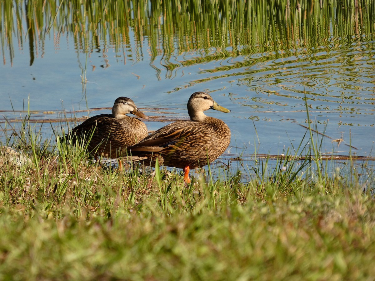 eBird Checklist - 16 May 2026 - South Florida National Cemetery - 23 ...