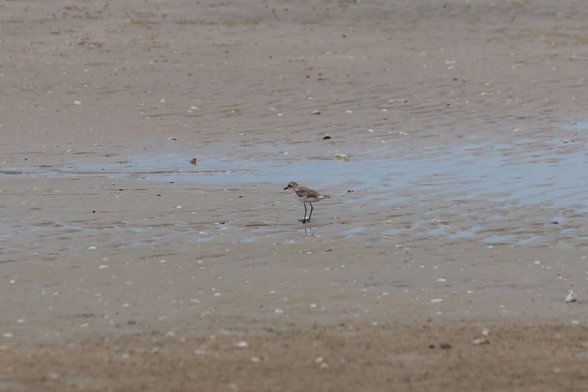 Tibetan Sand-Plover - ML657880091
