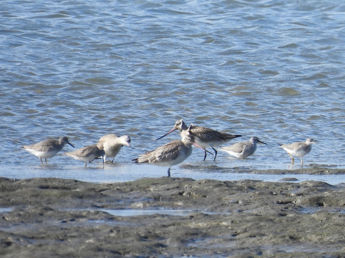 Bar-tailed Godwit - ML657880111