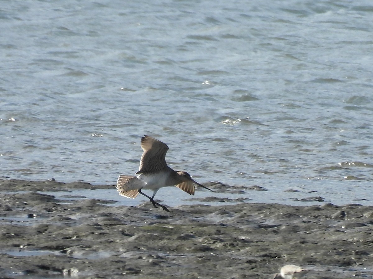 Bar-tailed Godwit - ML657880148
