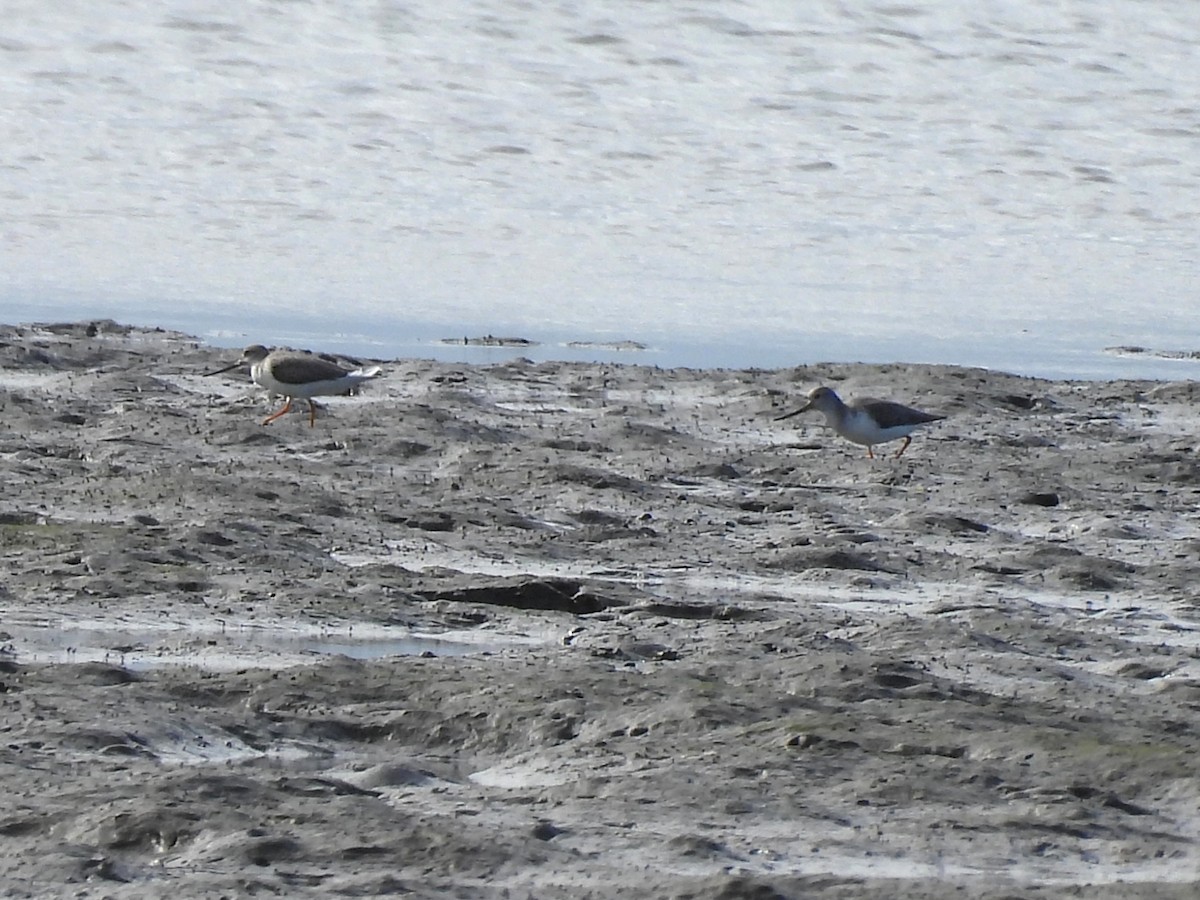 Terek Sandpiper - ML657880325