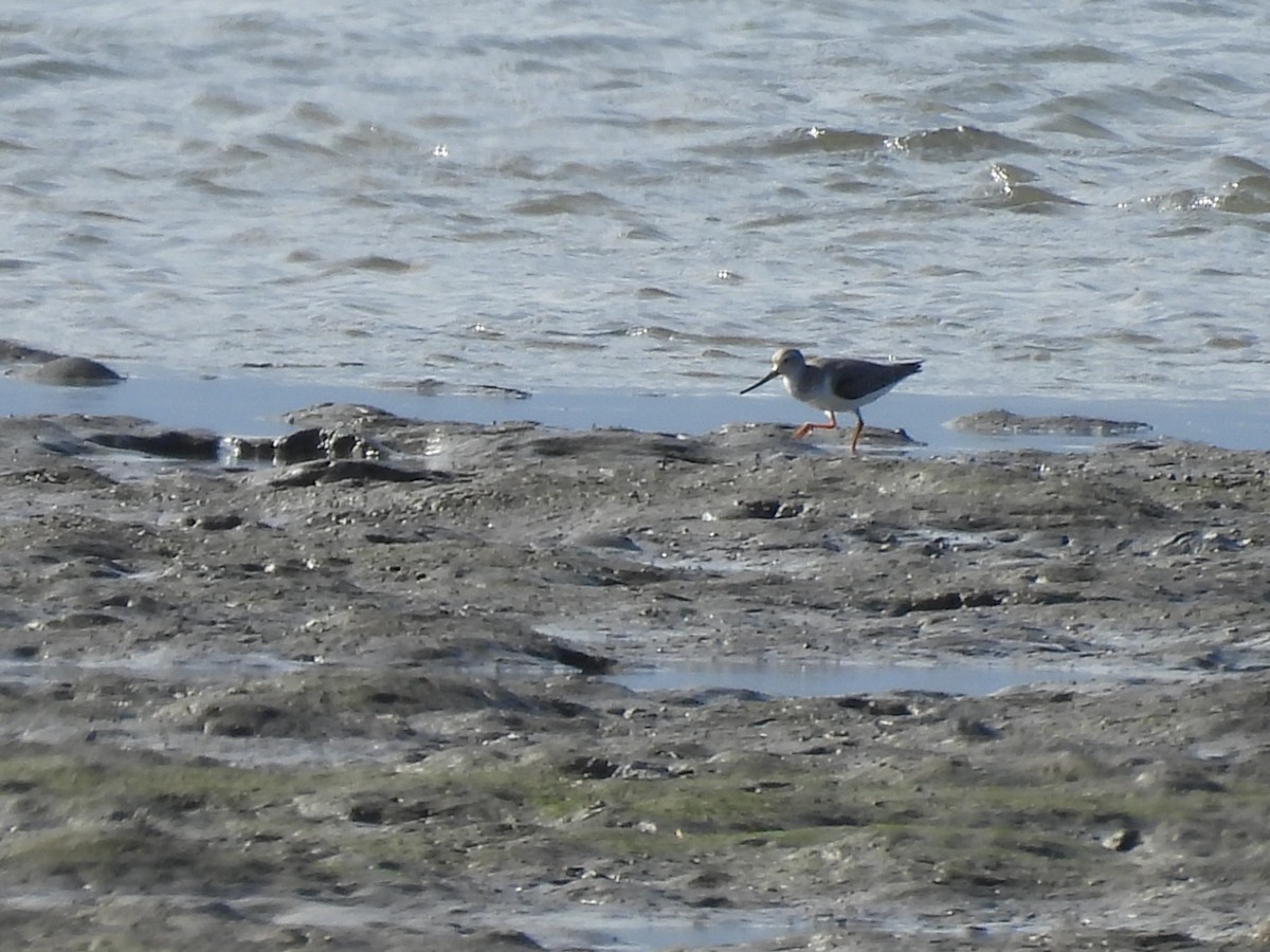 Terek Sandpiper - ML657880411