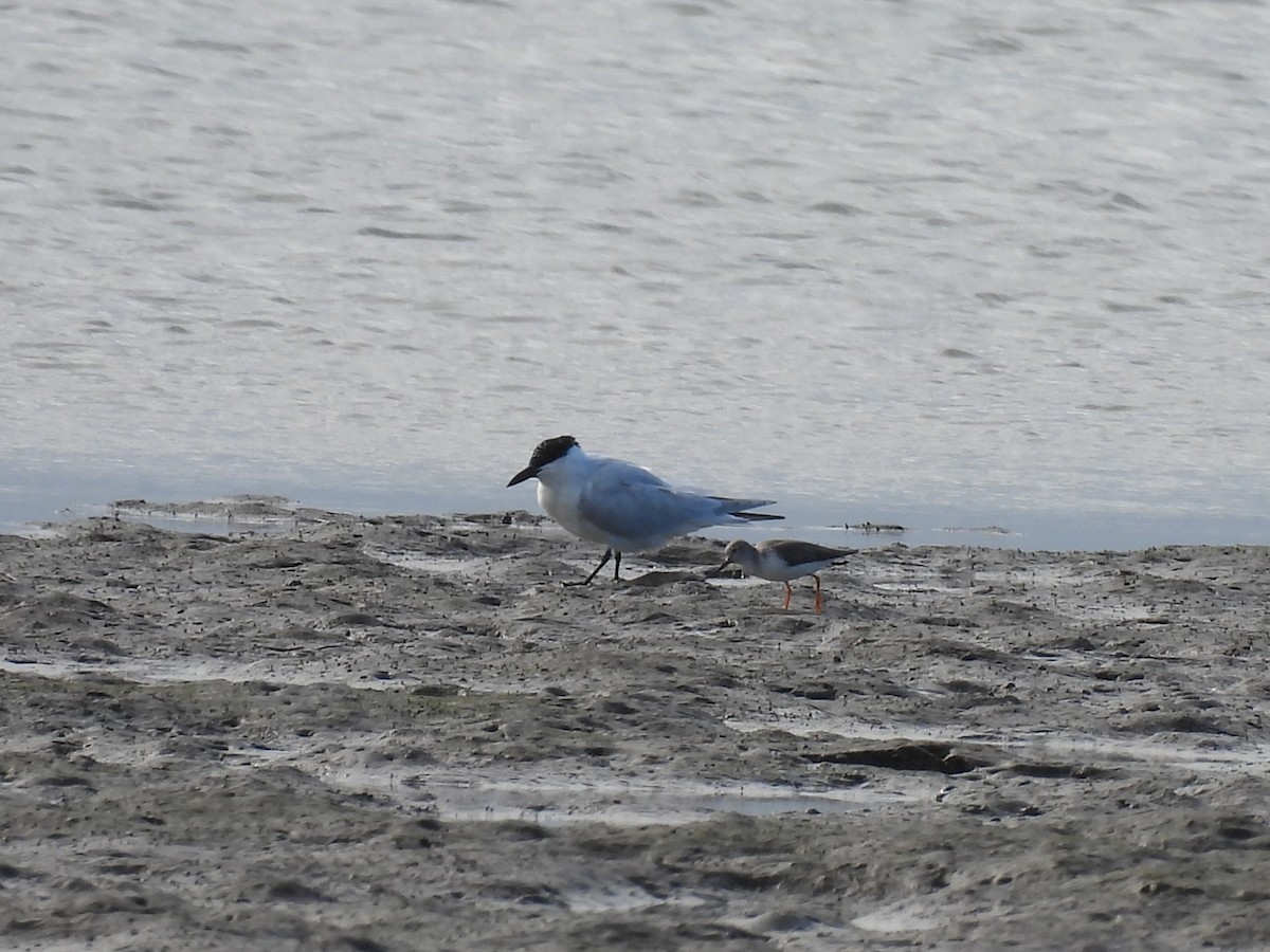 Australian Tern - ML657880453