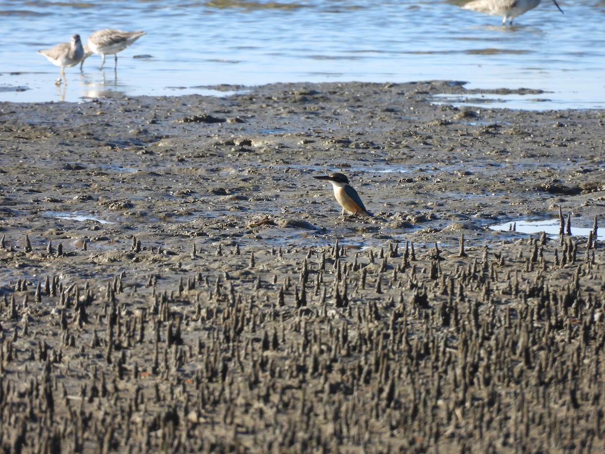Sacred Kingfisher (Australasian) - ML657880486