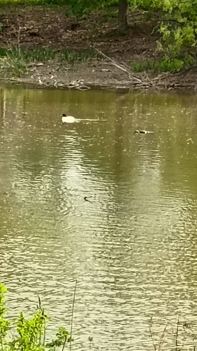 Common Merganser - ML657882270