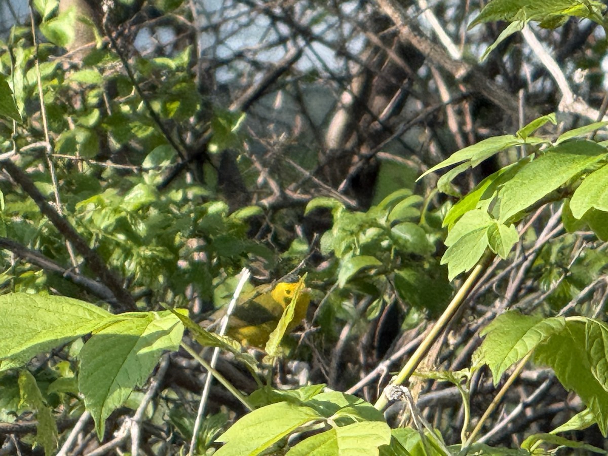 Wilson's Warbler - ML657883568