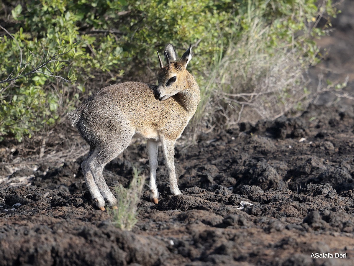 Maasai Klipspringer - ML657887469