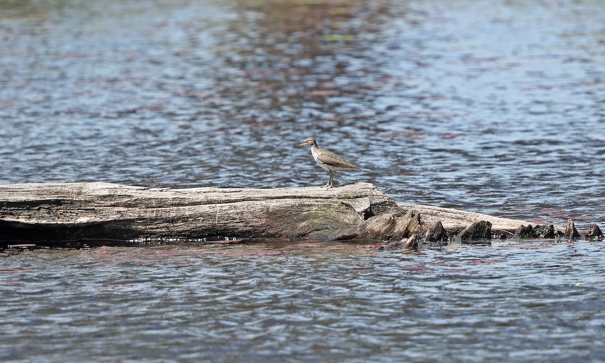 Spotted Sandpiper - ML657888884