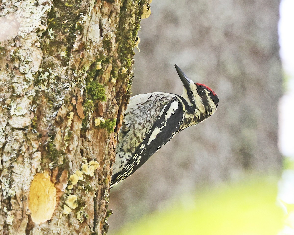Yellow-bellied Sapsucker - ML657888887