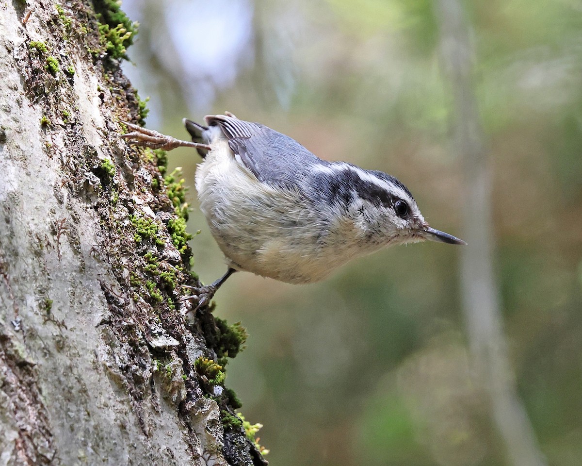 Red-breasted Nuthatch - ML657888896