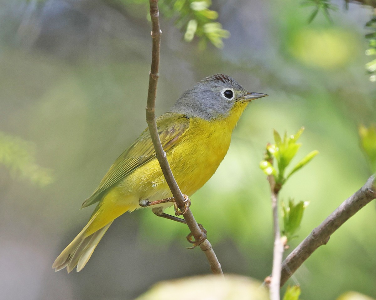 Nashville Warbler - ML657888922