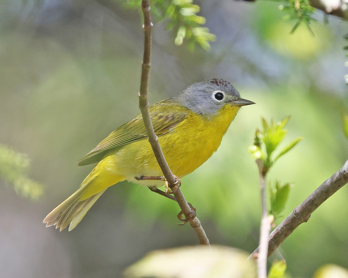 Nashville Warbler - ML657888923