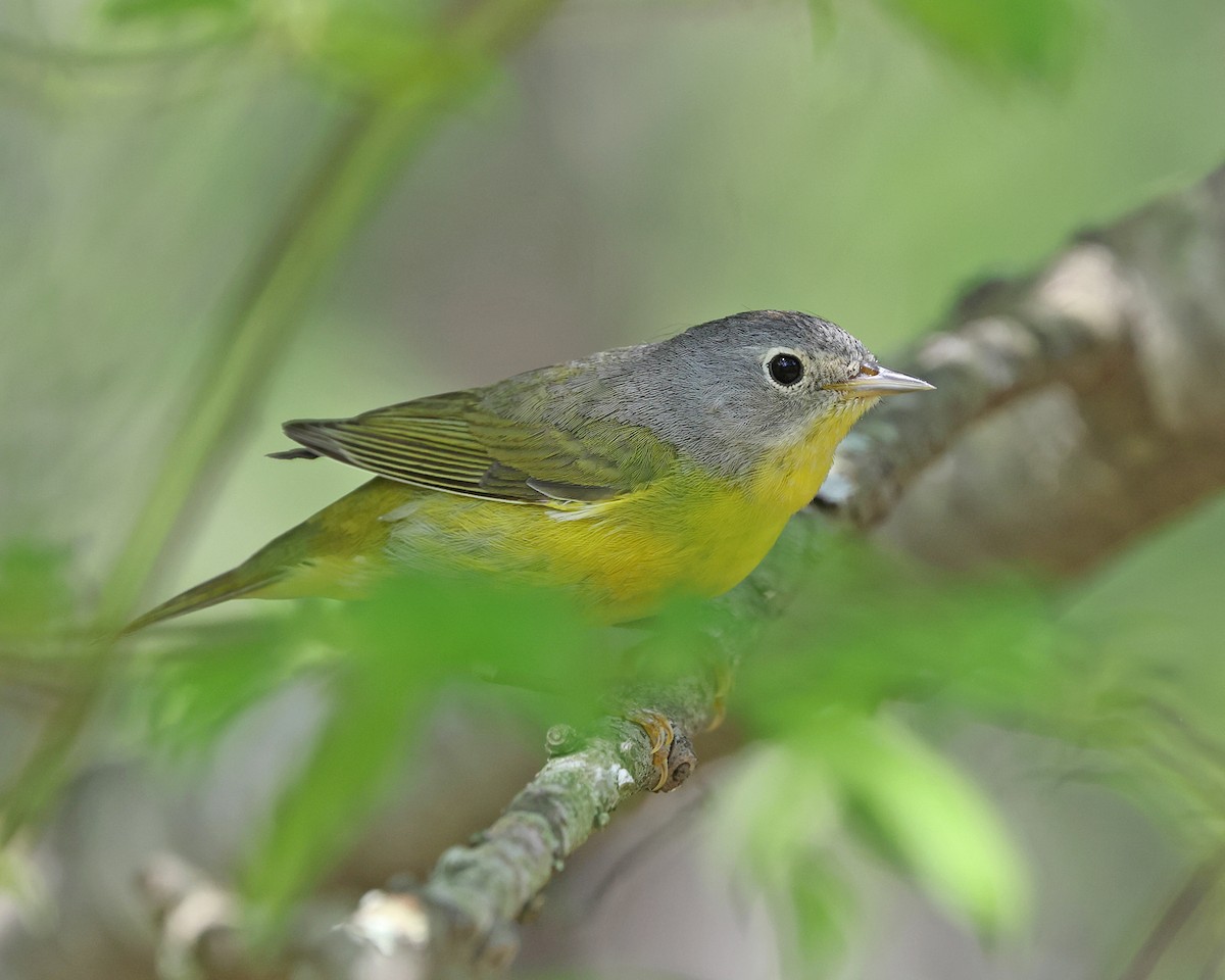 Nashville Warbler - ML657888925