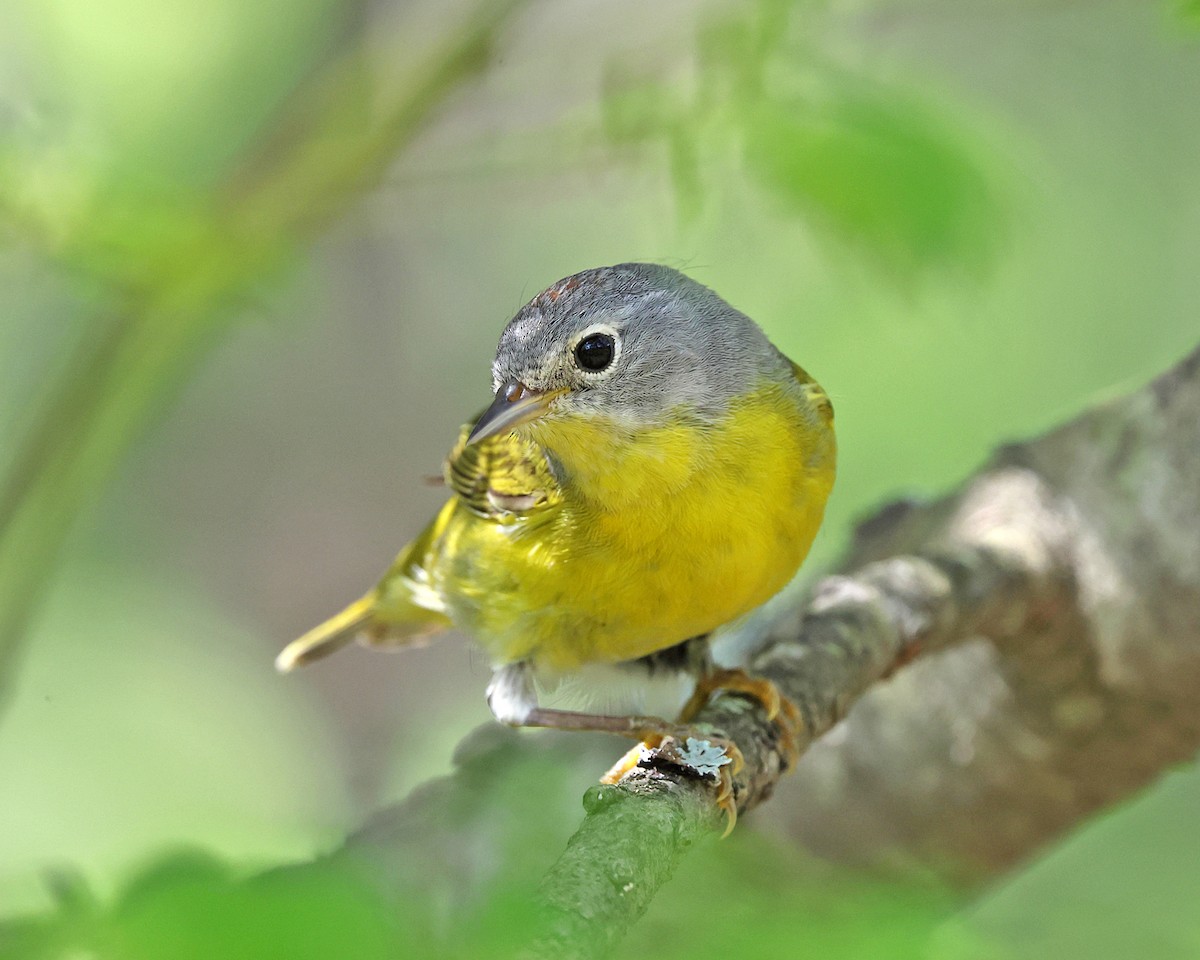Nashville Warbler - ML657888927