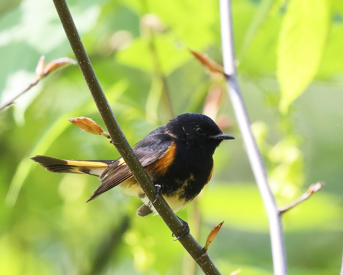 American Redstart - ML657888943